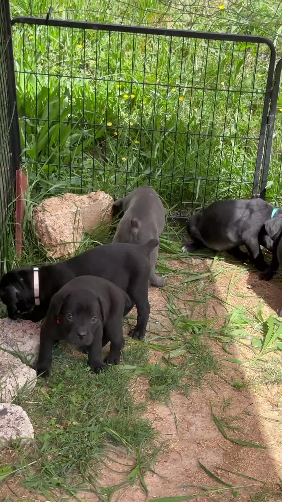 Cane Corso dogs for sale: Rose - Video 2