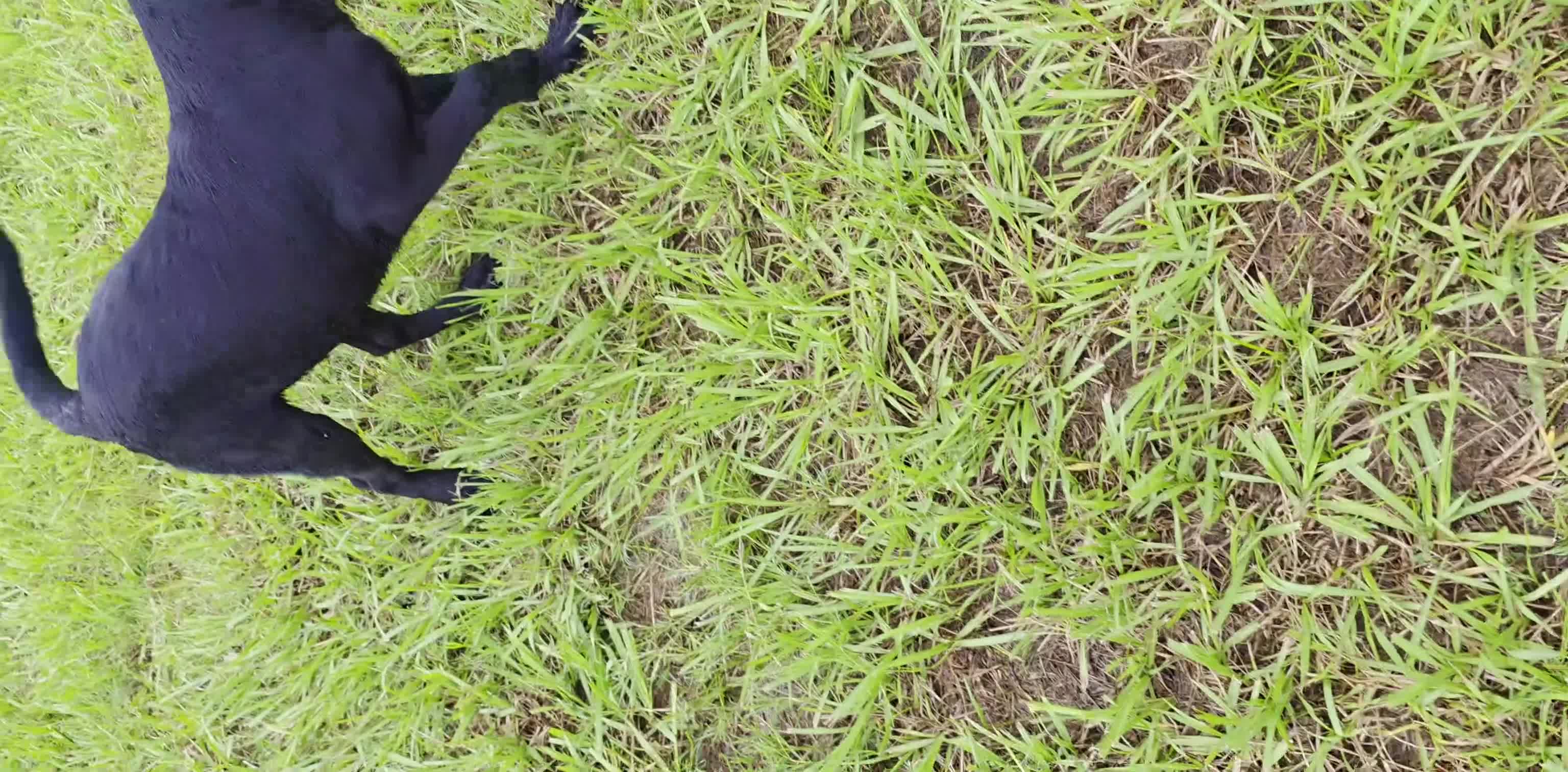Labrador Retriever dogs for sale: Luna  - Video 1
