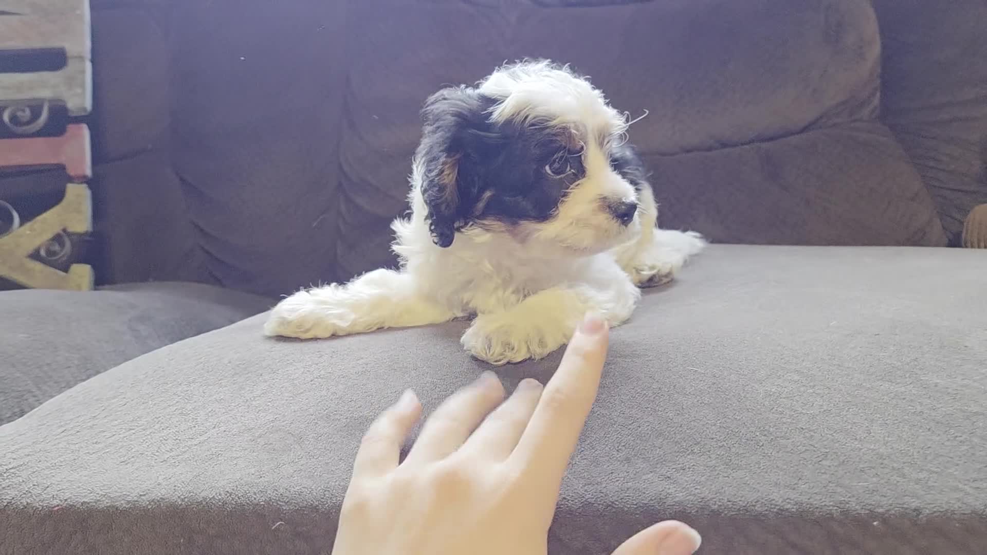 Cavapoo dogs for sale: Cooper - Video 2
