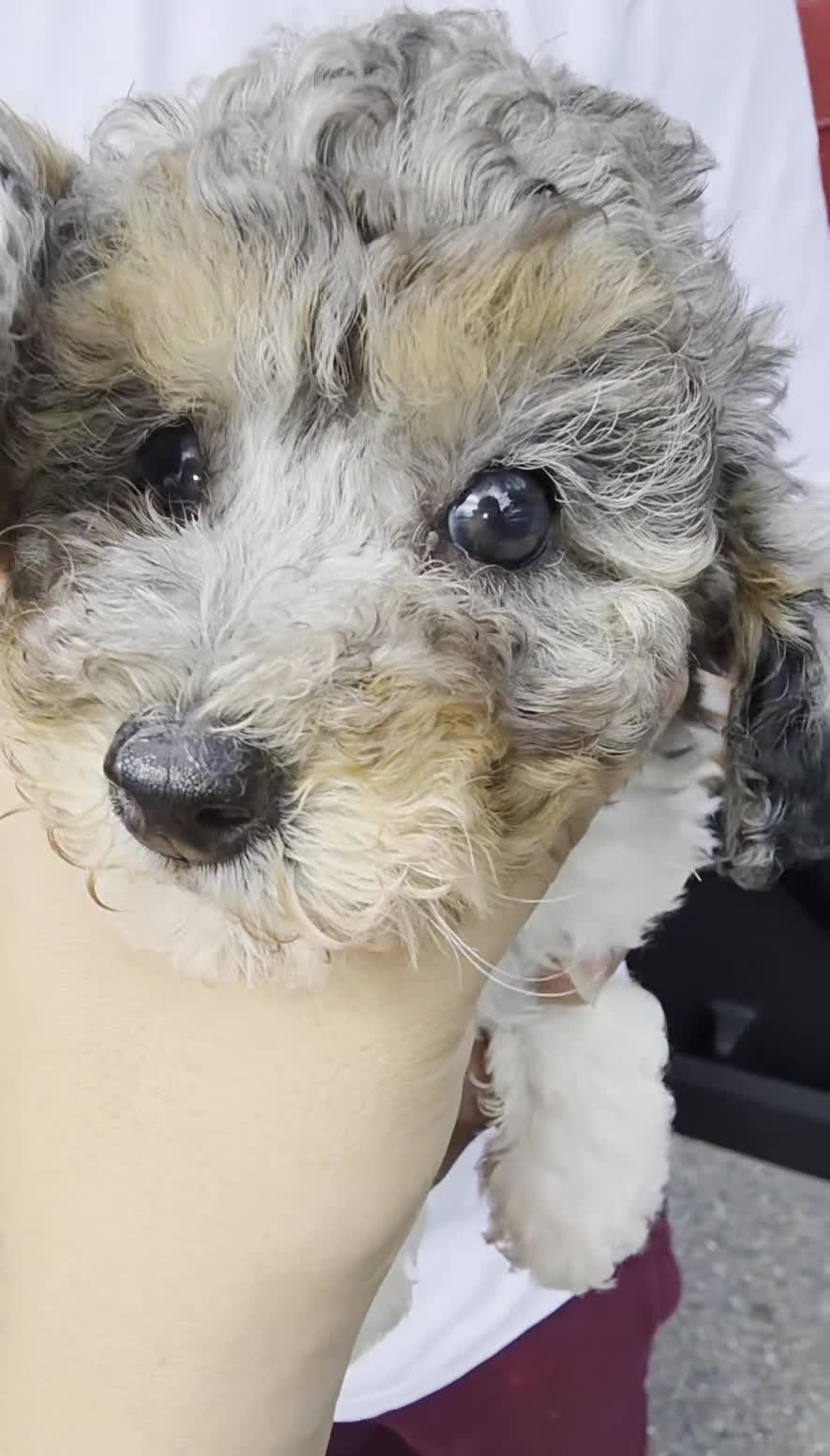 Toy Poodle dogs for sale: Toy Poodle tiara - Video 3