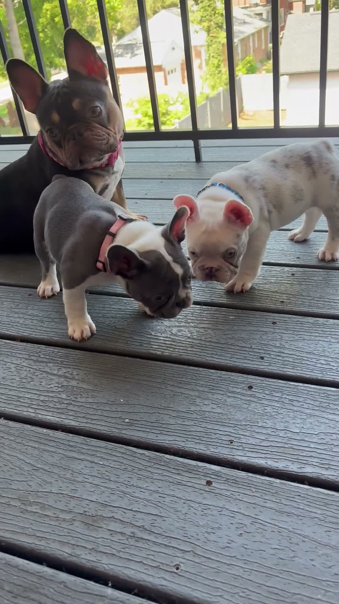 French Bulldog dogs for sale: Nola - Video 1