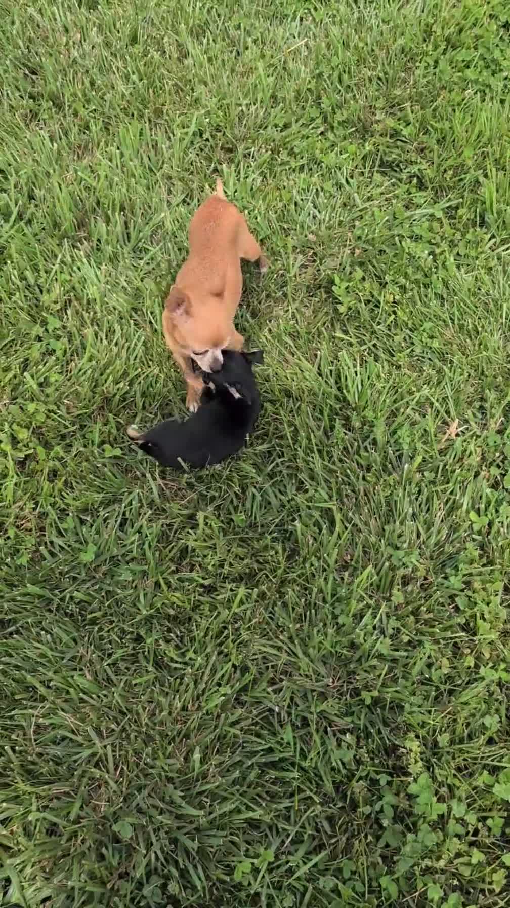 Chihuahua dogs for sale: Yogi - Video 1