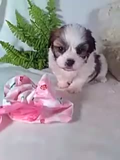 Teddy Bear dogs for sale: Claire - Video 1