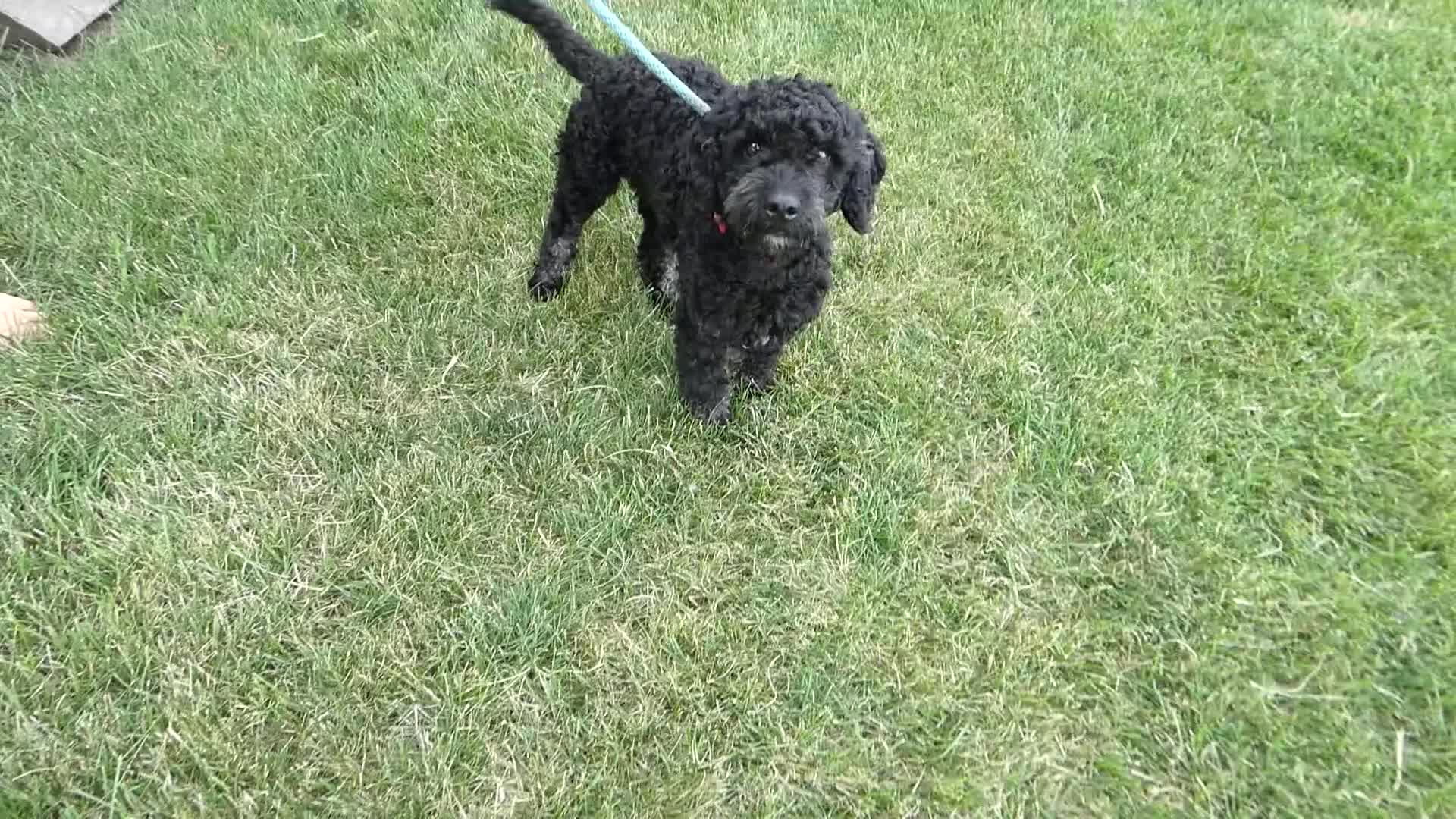 Mini Bernedoodle dogs for sale: Mini Bernedoodle 1 Cody - Video 1