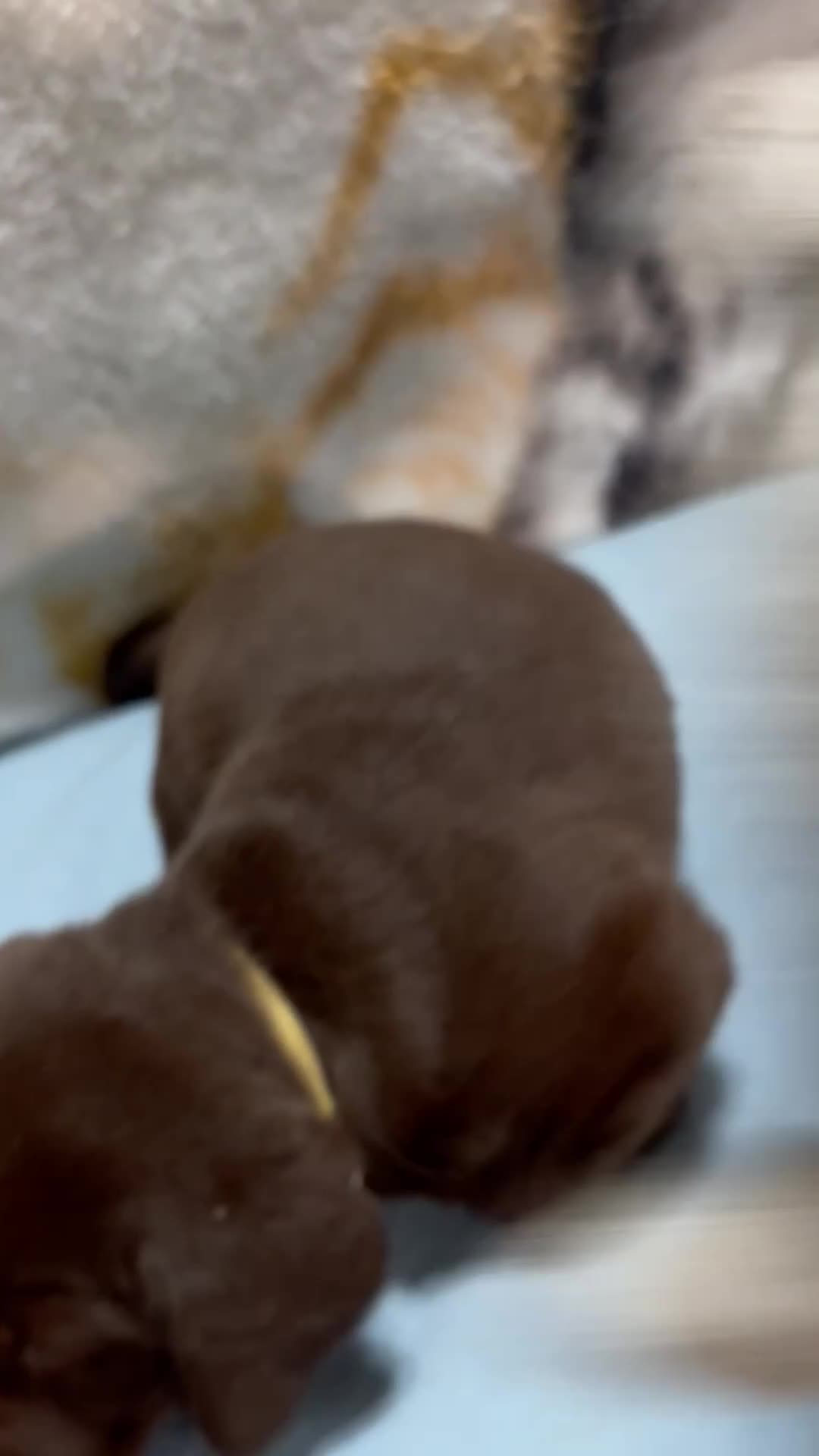 Labrador Retriever dogs for sale: Bella - Video 6