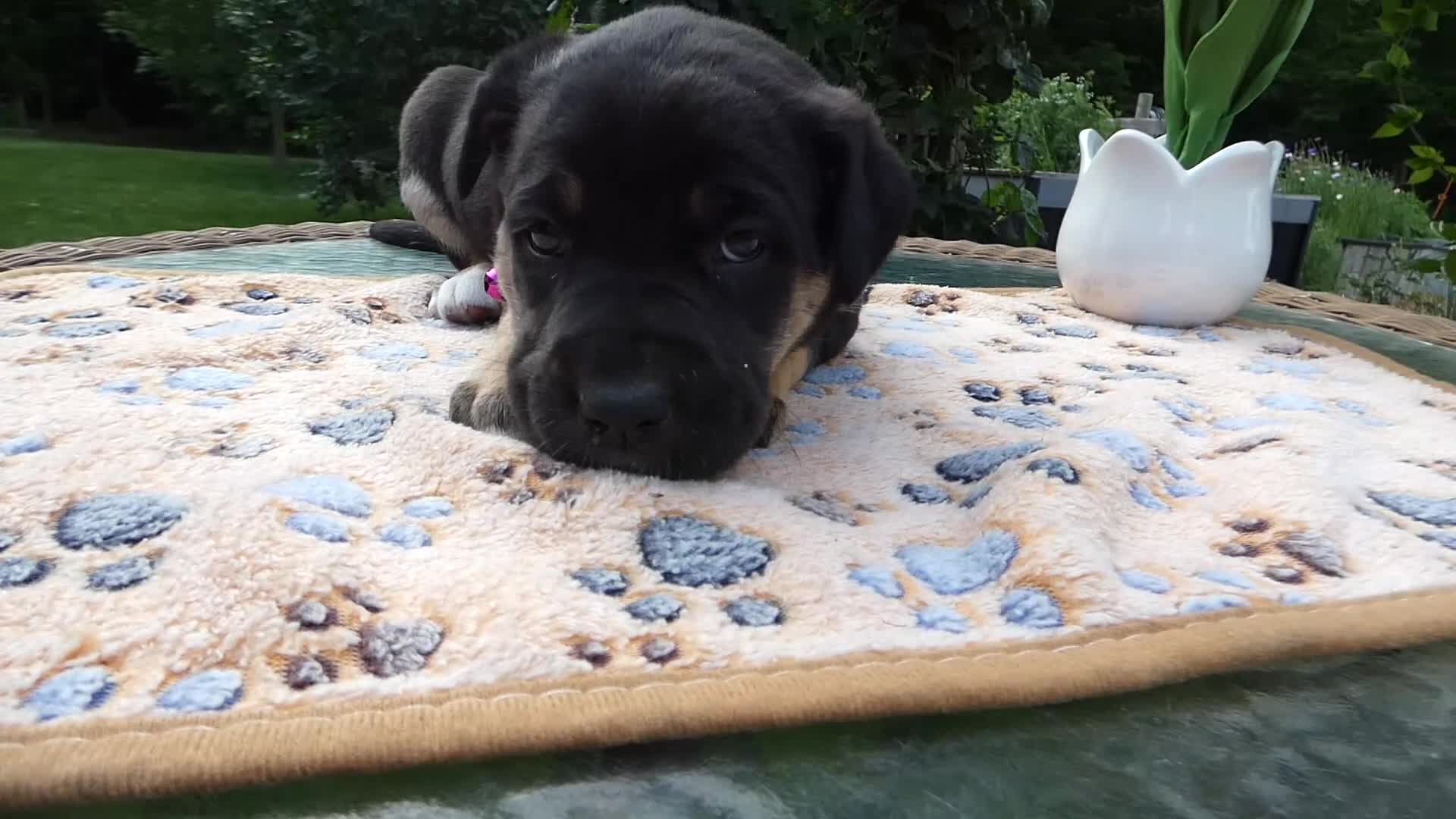 Cane Corso dogs for sale: Cane Corso Puppy 4 Tasha - Video 1