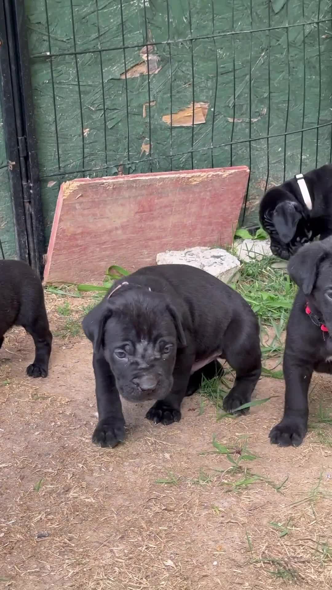 Cane Corso dogs for sale: Rose - Video 3