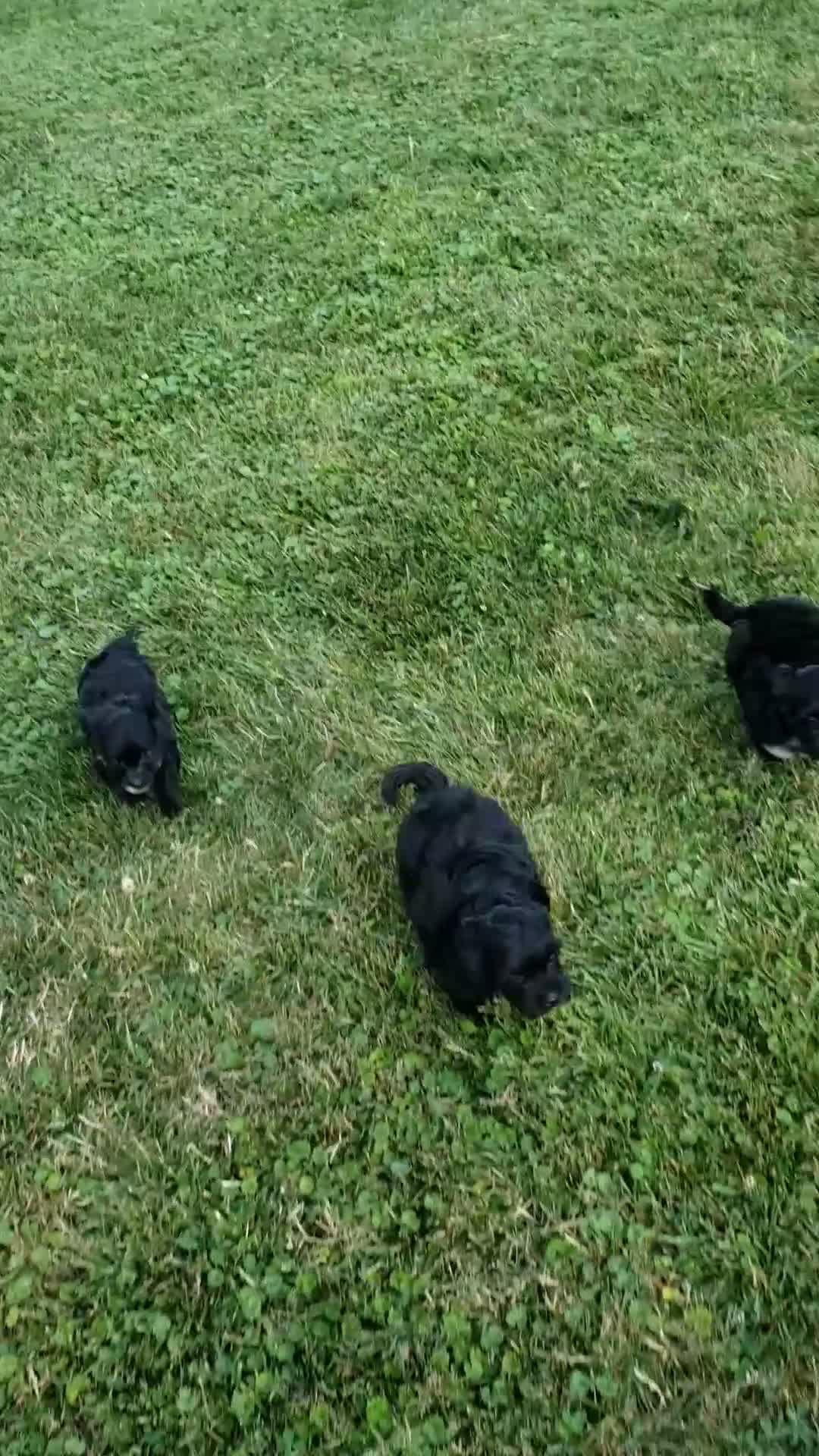 Yorkiepoo dogs for sale: Yorkiepoo 2 - Video 1