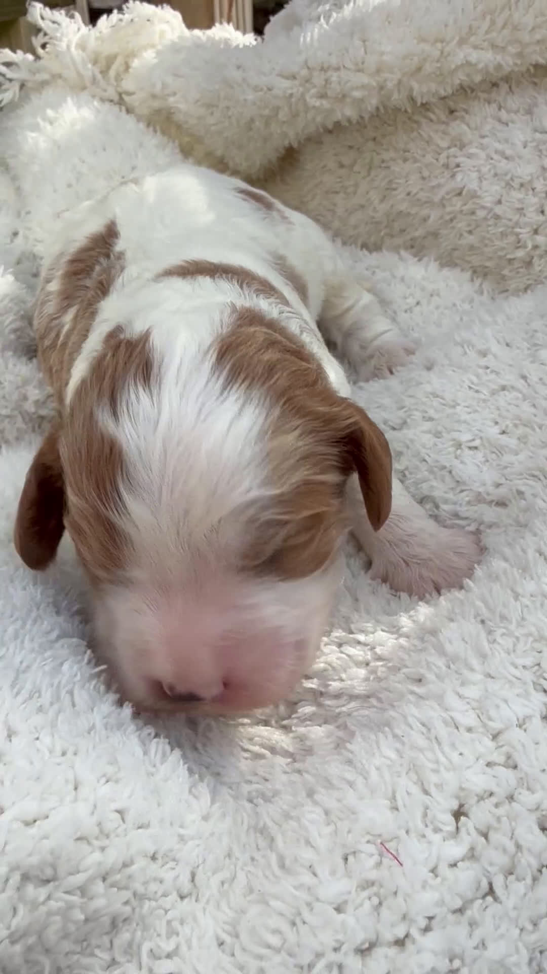 Cavapoo dogs for sale: Leo - Video 1