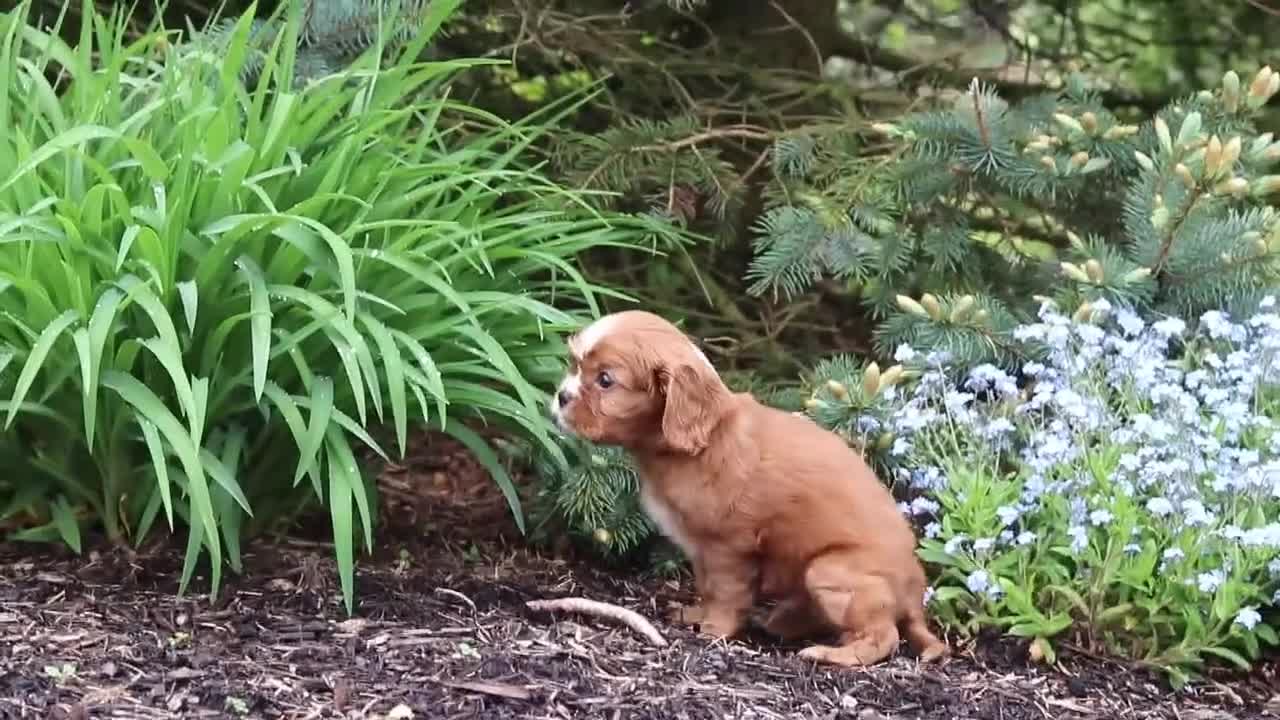 Cavalier King Charles Spaniel dogs for sale: Mr. Bentley - Video 1