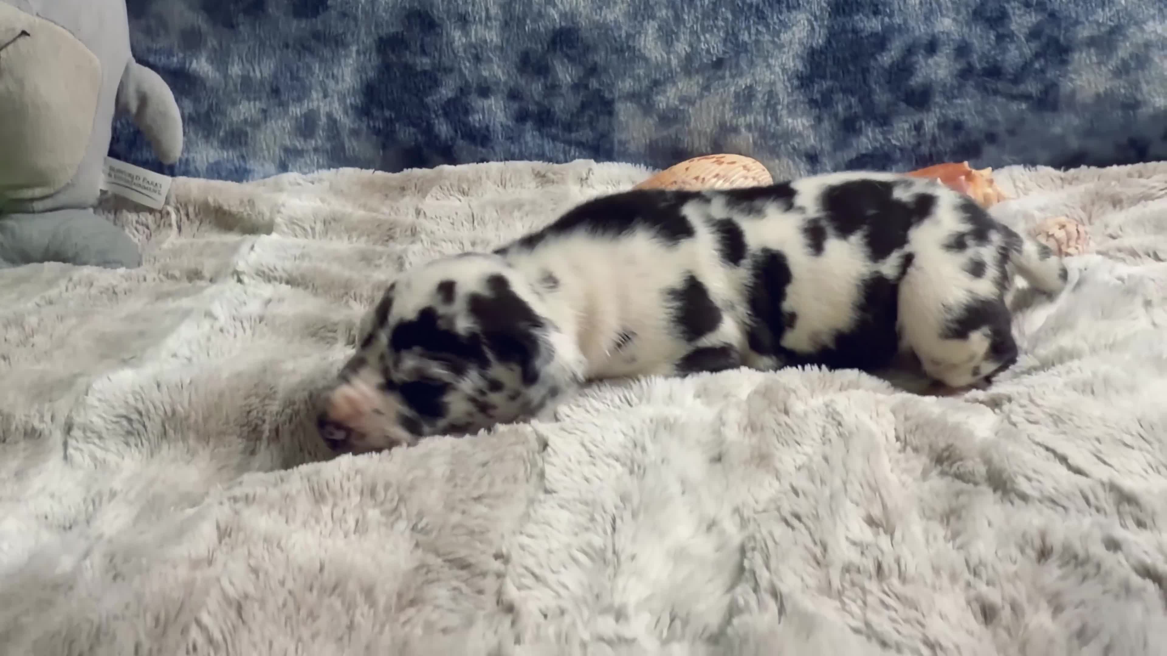Great Dane dogs for sale: Artemis - Video 1