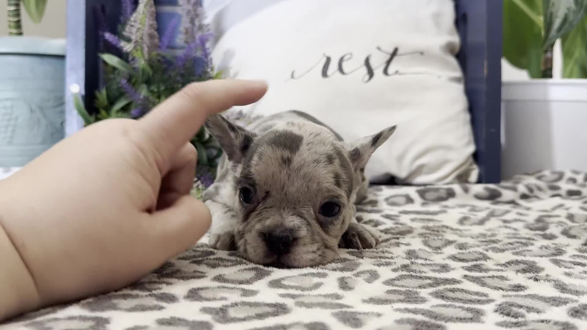 French Bulldog dogs for sale: Frisk - Video 1