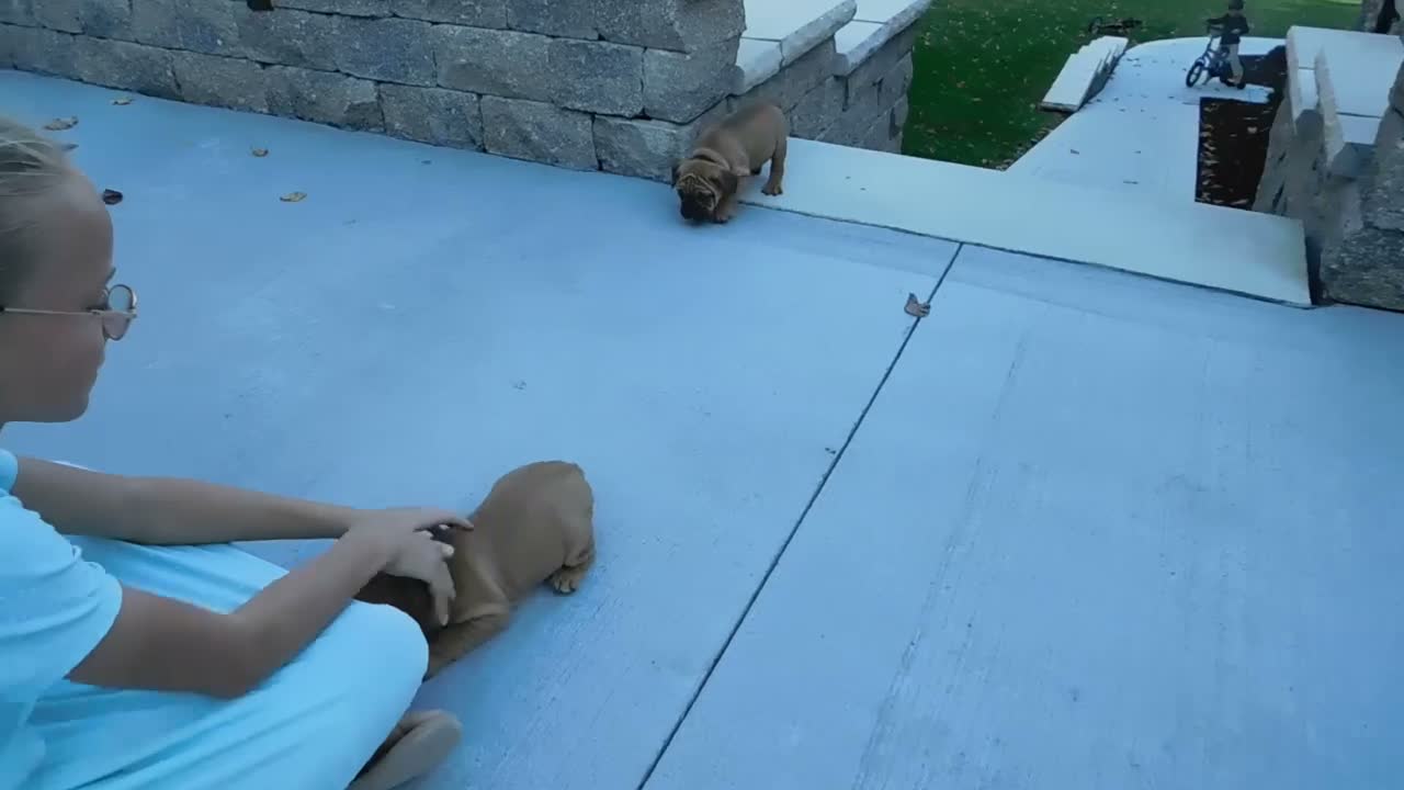 Mixed Breed dogs for sale: Ann - Video 1