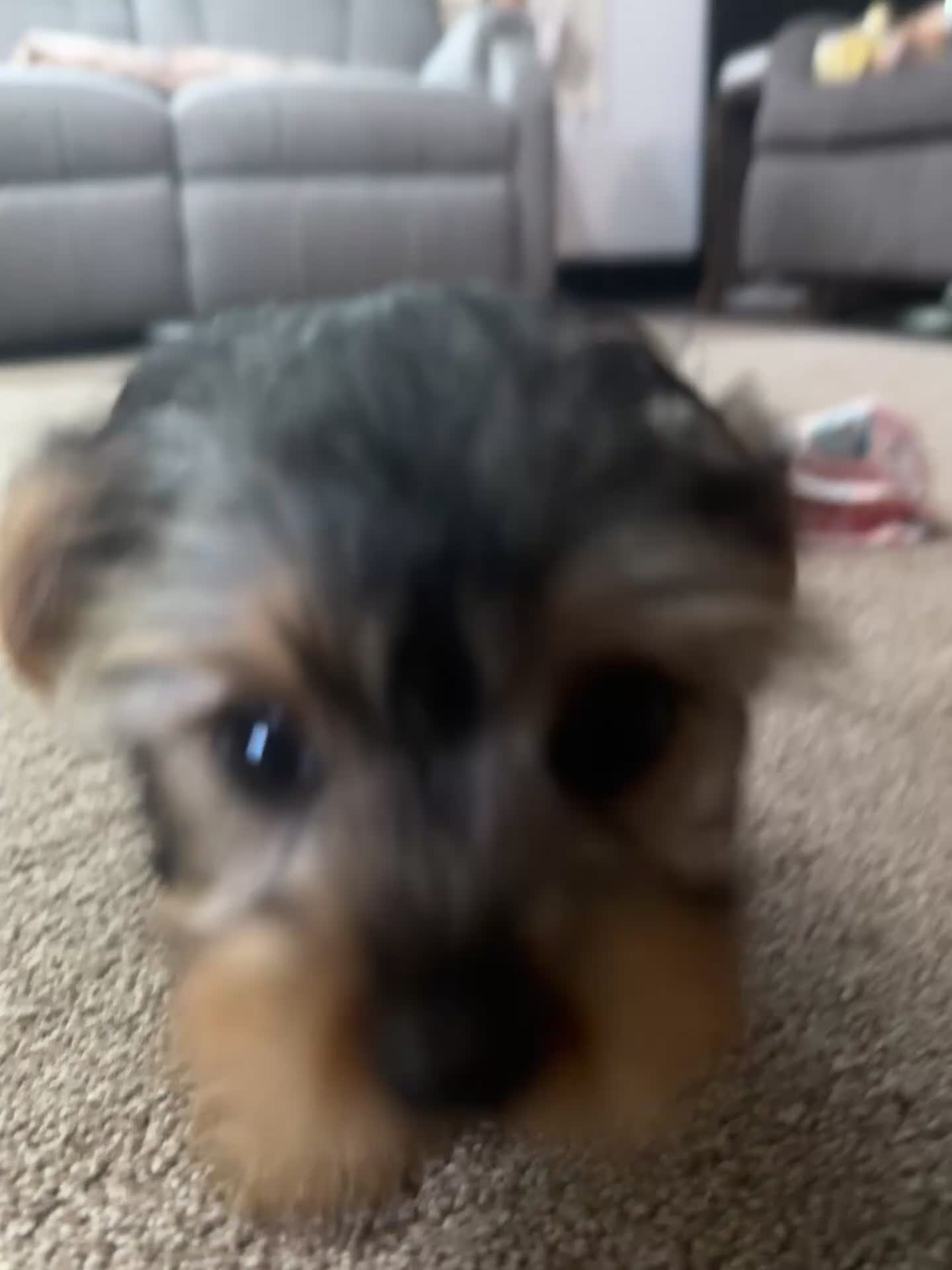 Yorkshire Terrier dogs for sale: Indy - Video 1