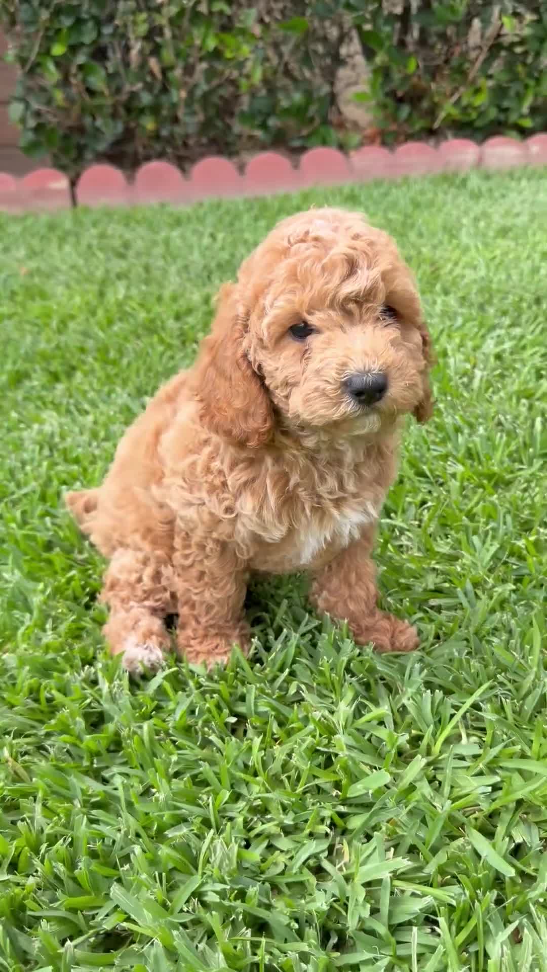 Toy Poodle dogs for sale: Toy Poodle 1 - named Coffee - Video 1