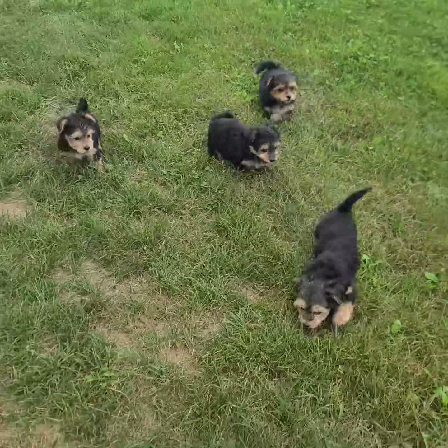 Morkie dogs for sale: Violet - Video 1