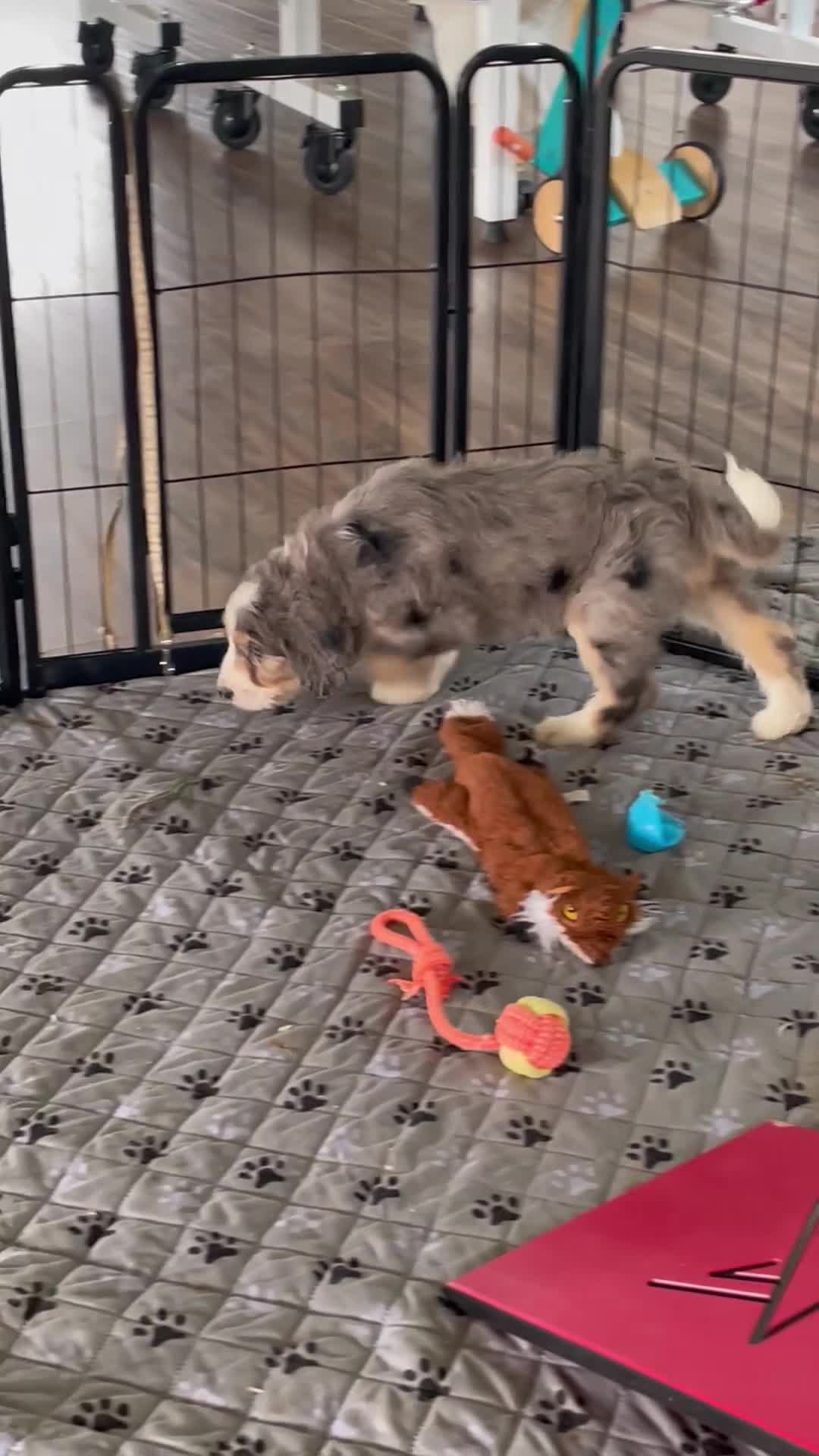 Bernedoodle dogs for sale: Ms. Holly - Video 1