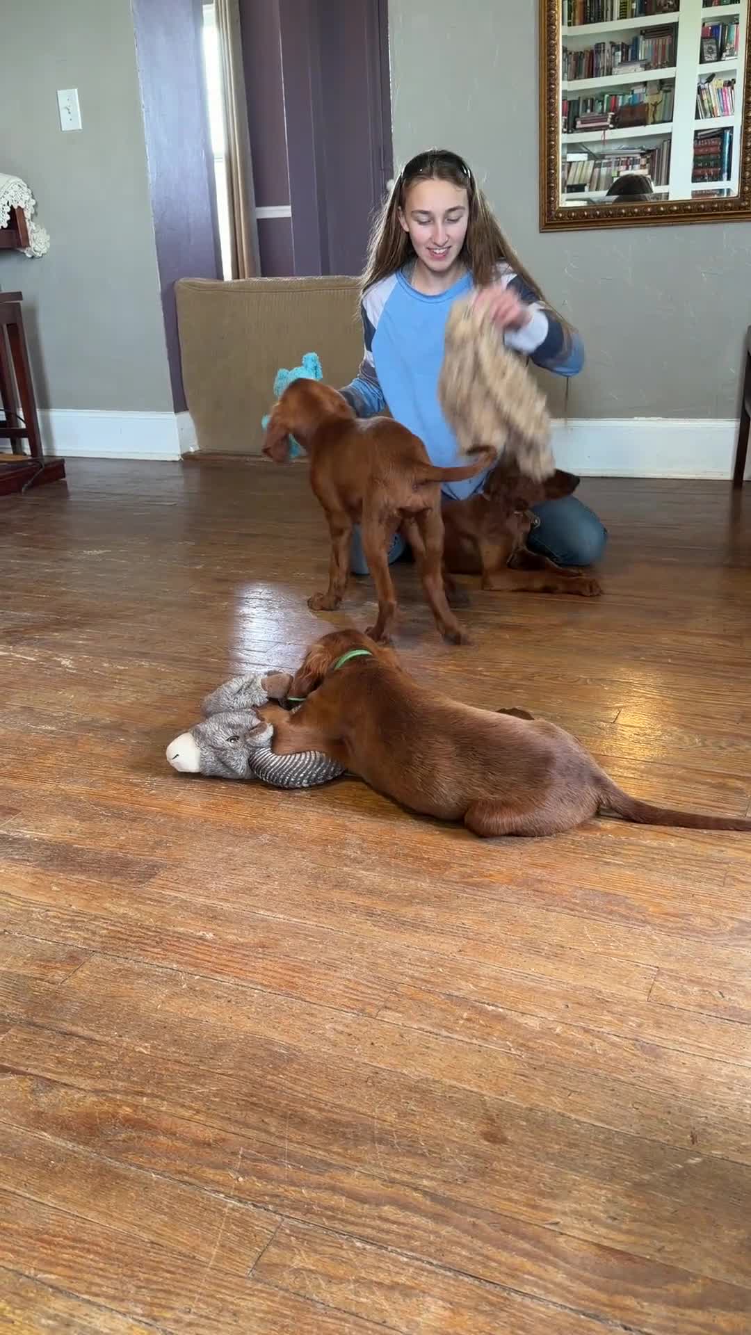 Irish Setter dogs for sale: Merida - Video 2