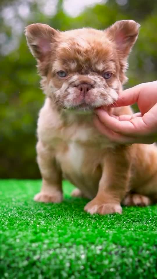 French Bulldog dogs for sale: "CINDERELLA"- LUXURY Rojo Merle Fluffy in Cali. US Delivery & Financing - Video 1