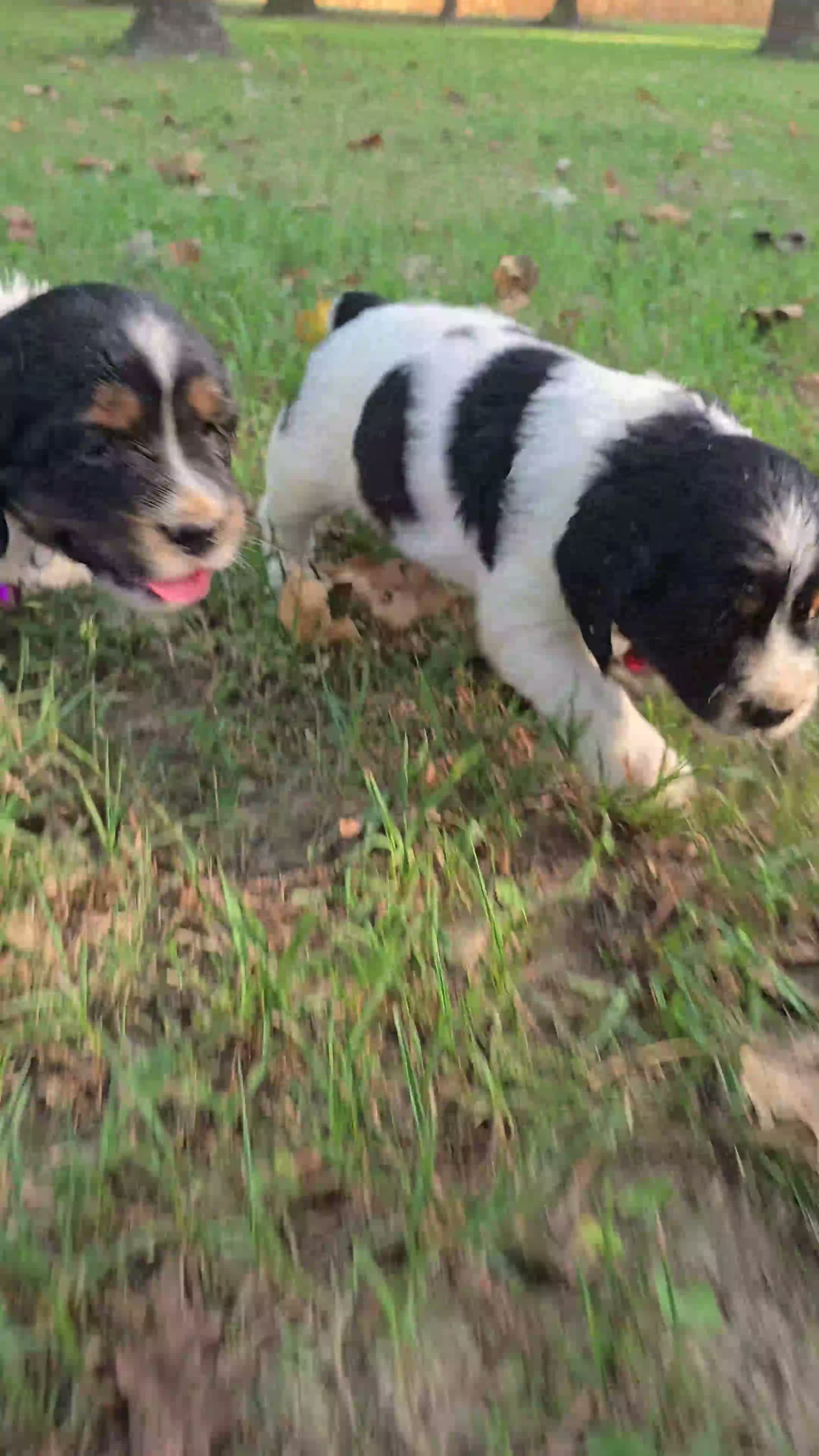 English Springer Spaniel dogs for sale: Liberty  - Video 1