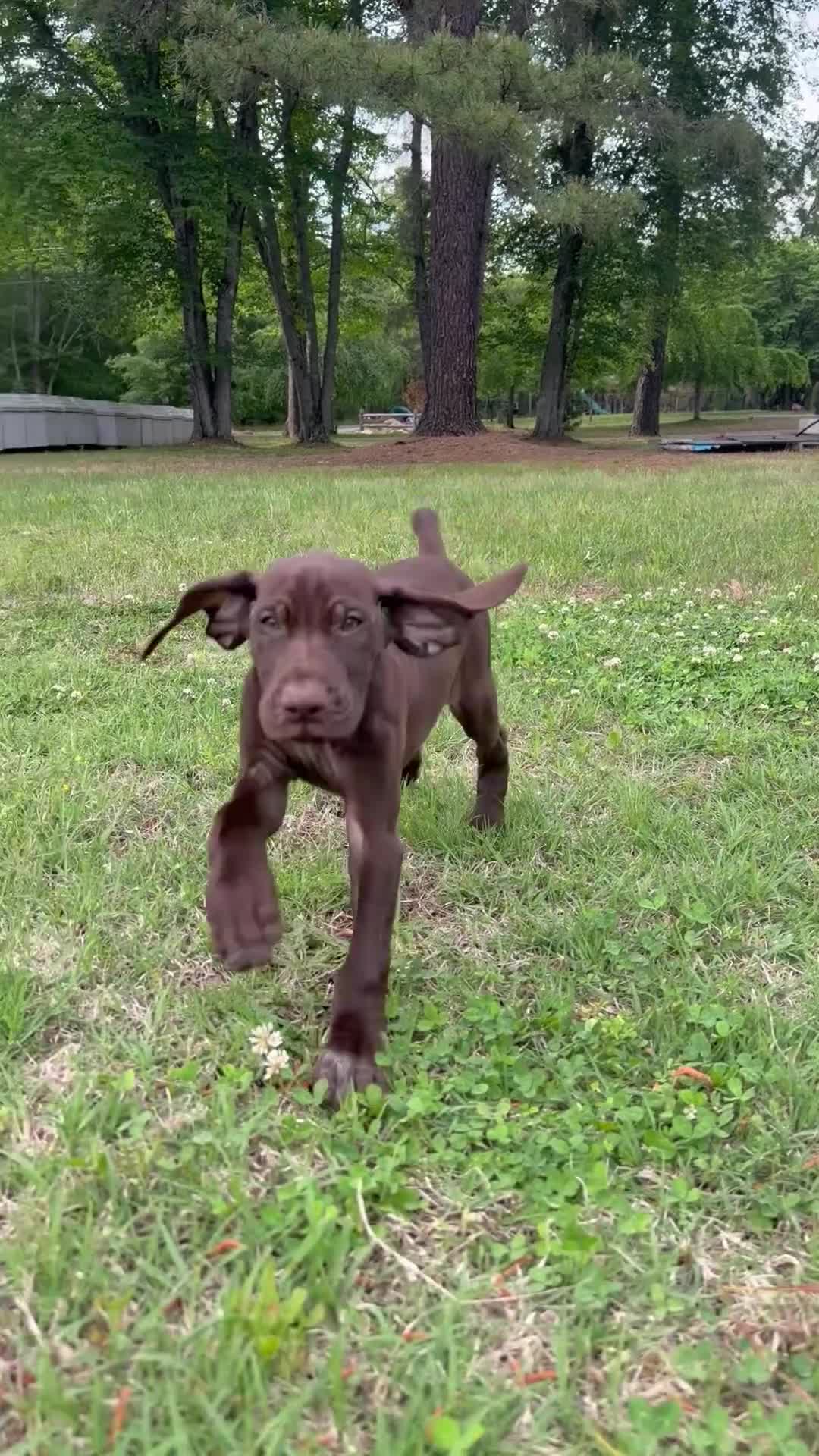 German Shorthaired Pointer dogs for sale: Maple - Video 1