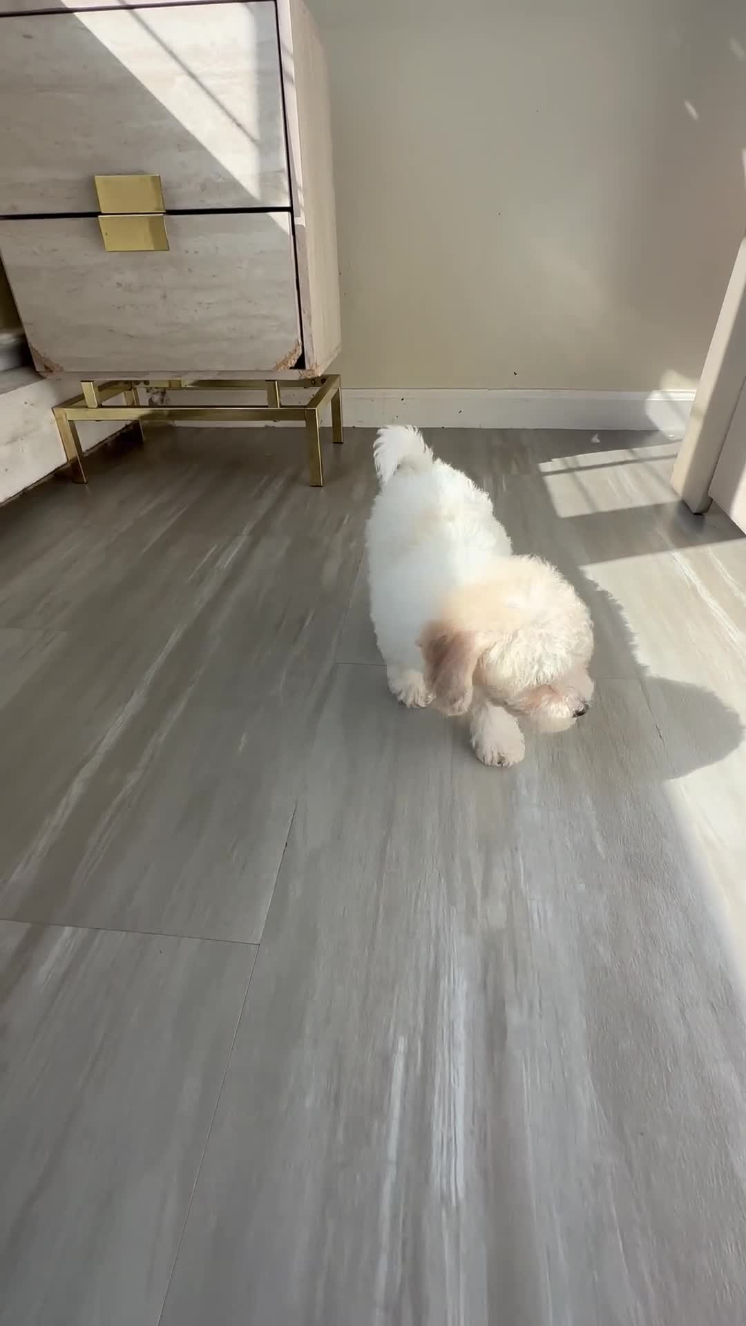Maltipoo dogs for sale: Maltipoo 4 - Video 2