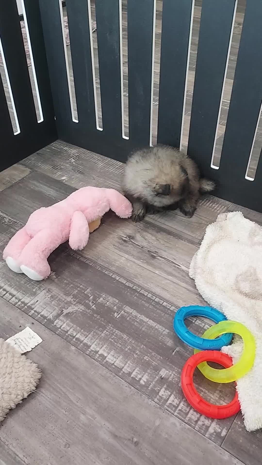 Keeshond dogs for sale: Austin - Video 3