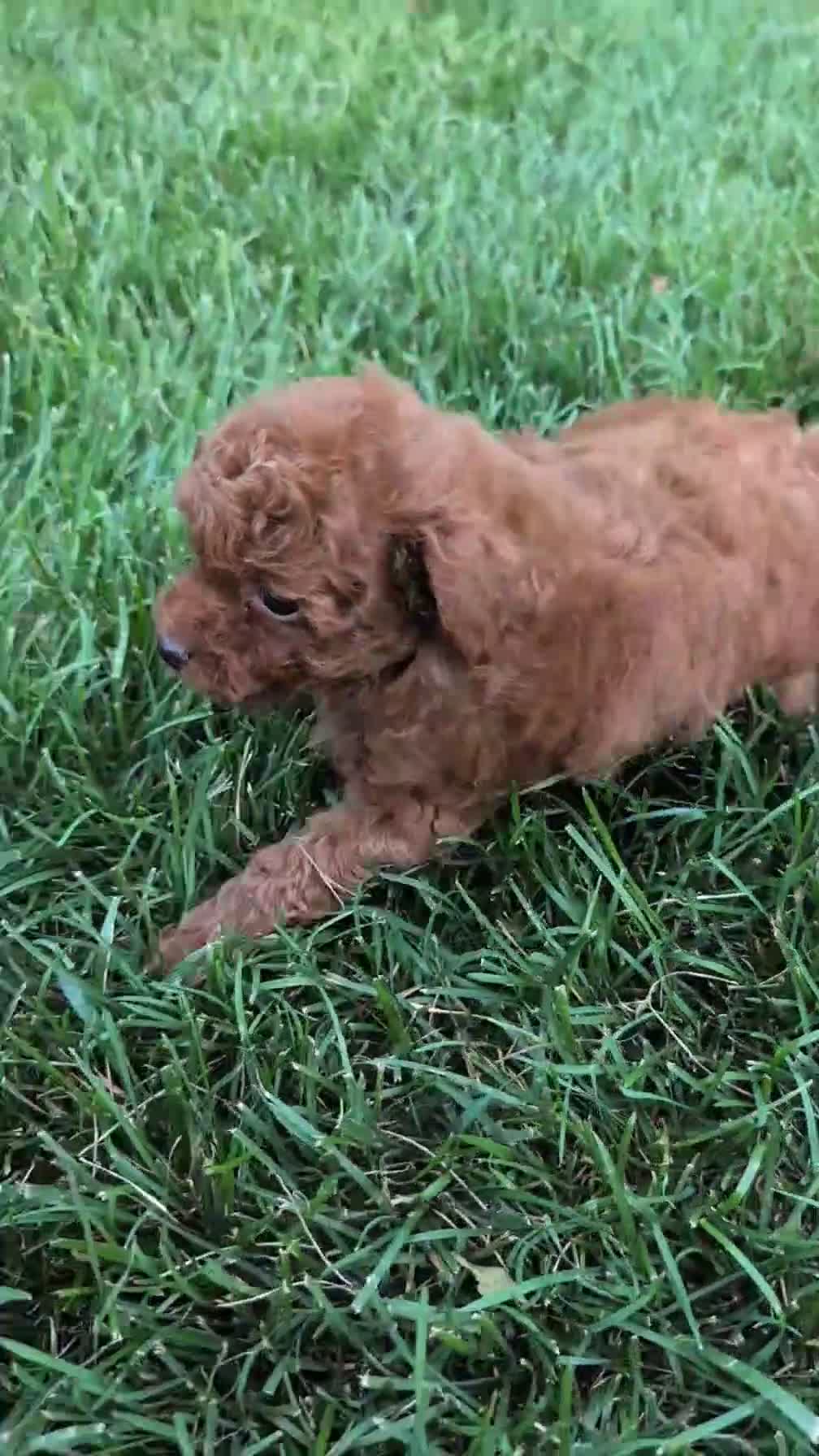Toy Poodle dogs for sale: Carson - Video 1