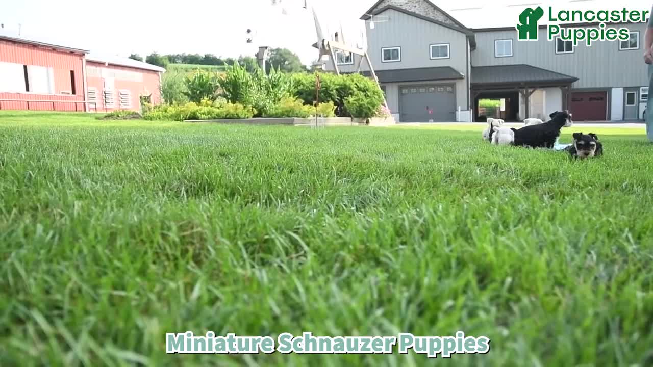 Miniature Schnauzer dogs for sale: Lincoln - Video 1