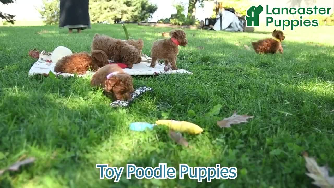 Toy Poodle dogs for sale: Nutmeg - Video 1