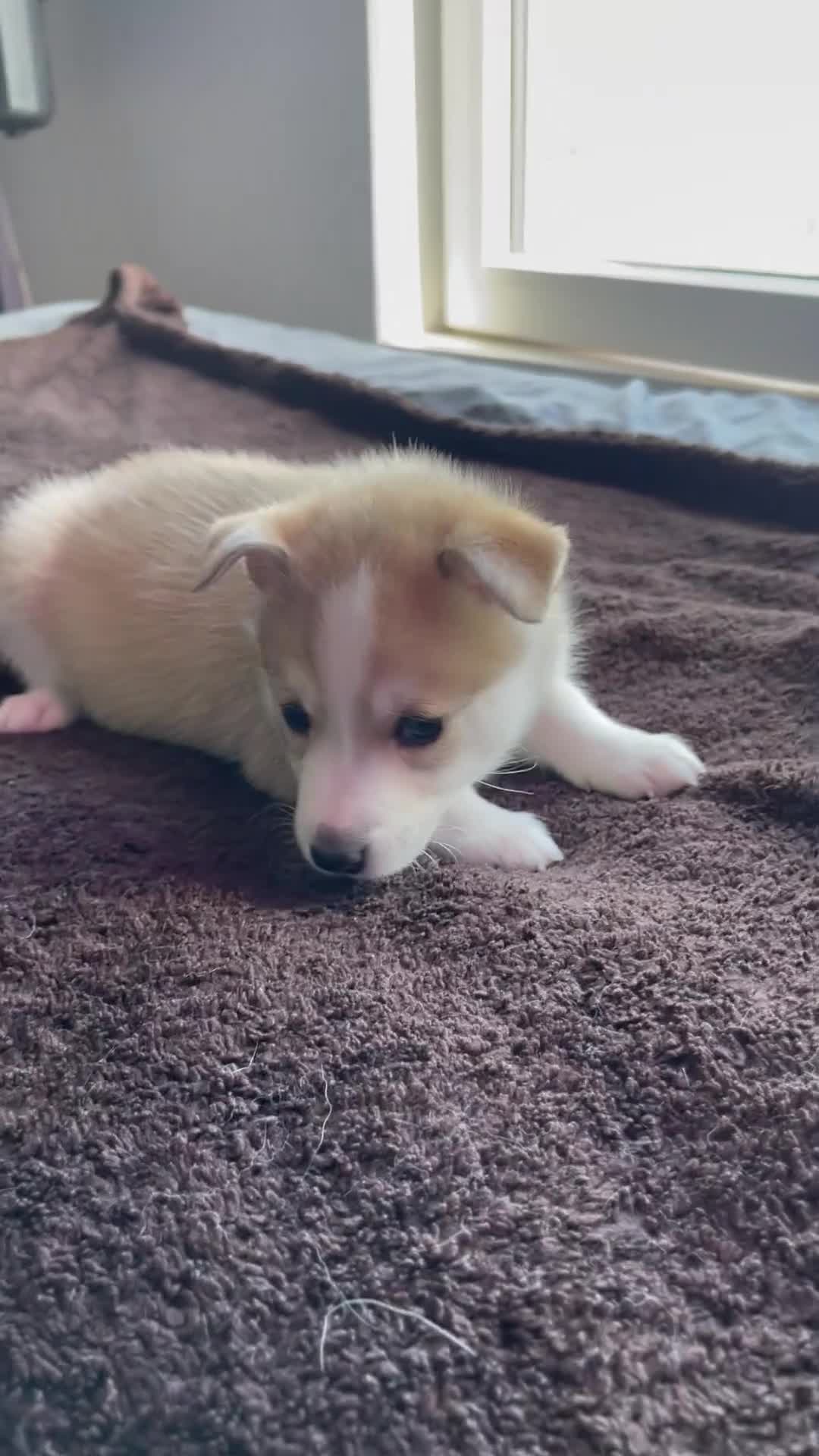 Alaskan Klee Kai dogs for sale: Vermithor (The Bronze Fury) - Video 1