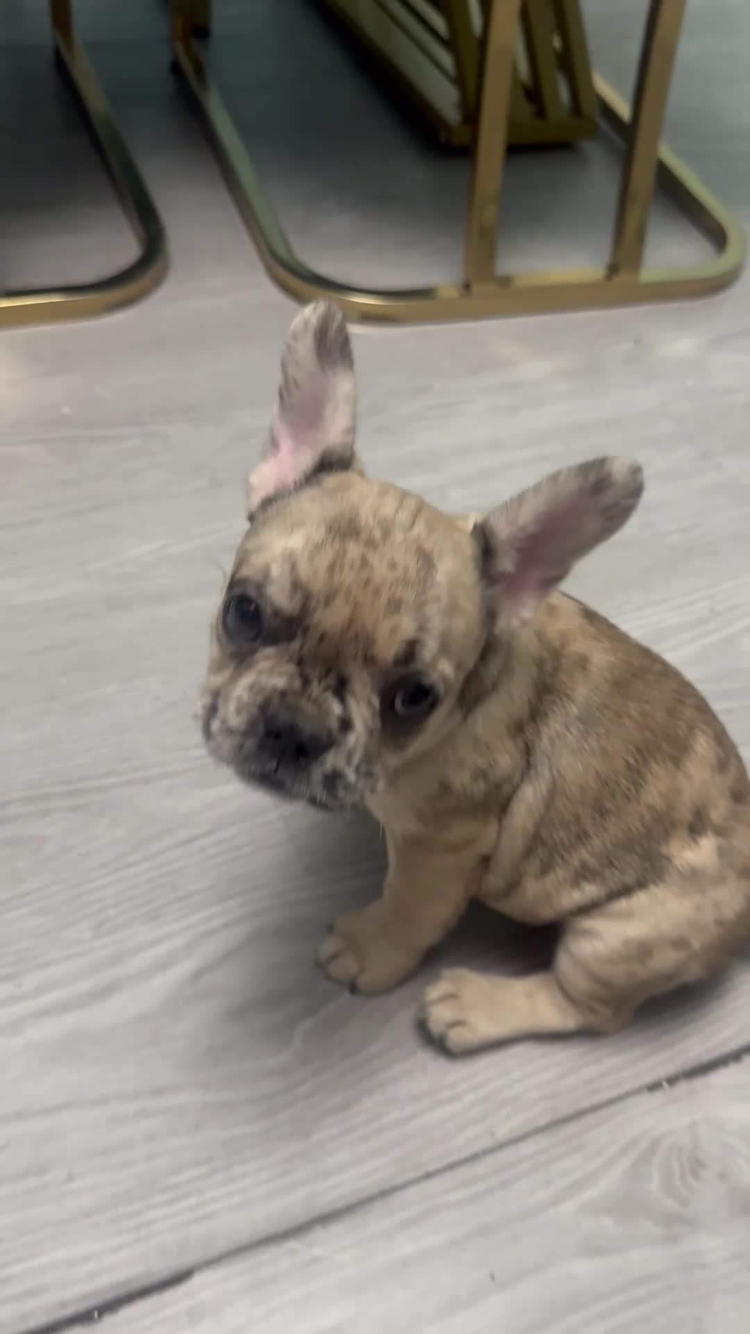 French Bulldog dogs for sale: French Bulldog Puppy  - Video 1