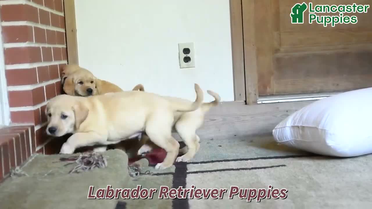 Labrador Retriever dogs for sale: Rover - Video 1
