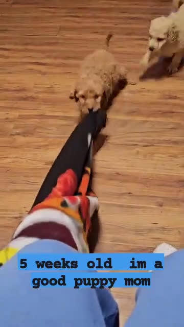 Goldendoodle dogs for sale: Goldendoodle Puppy 5 - Video 1