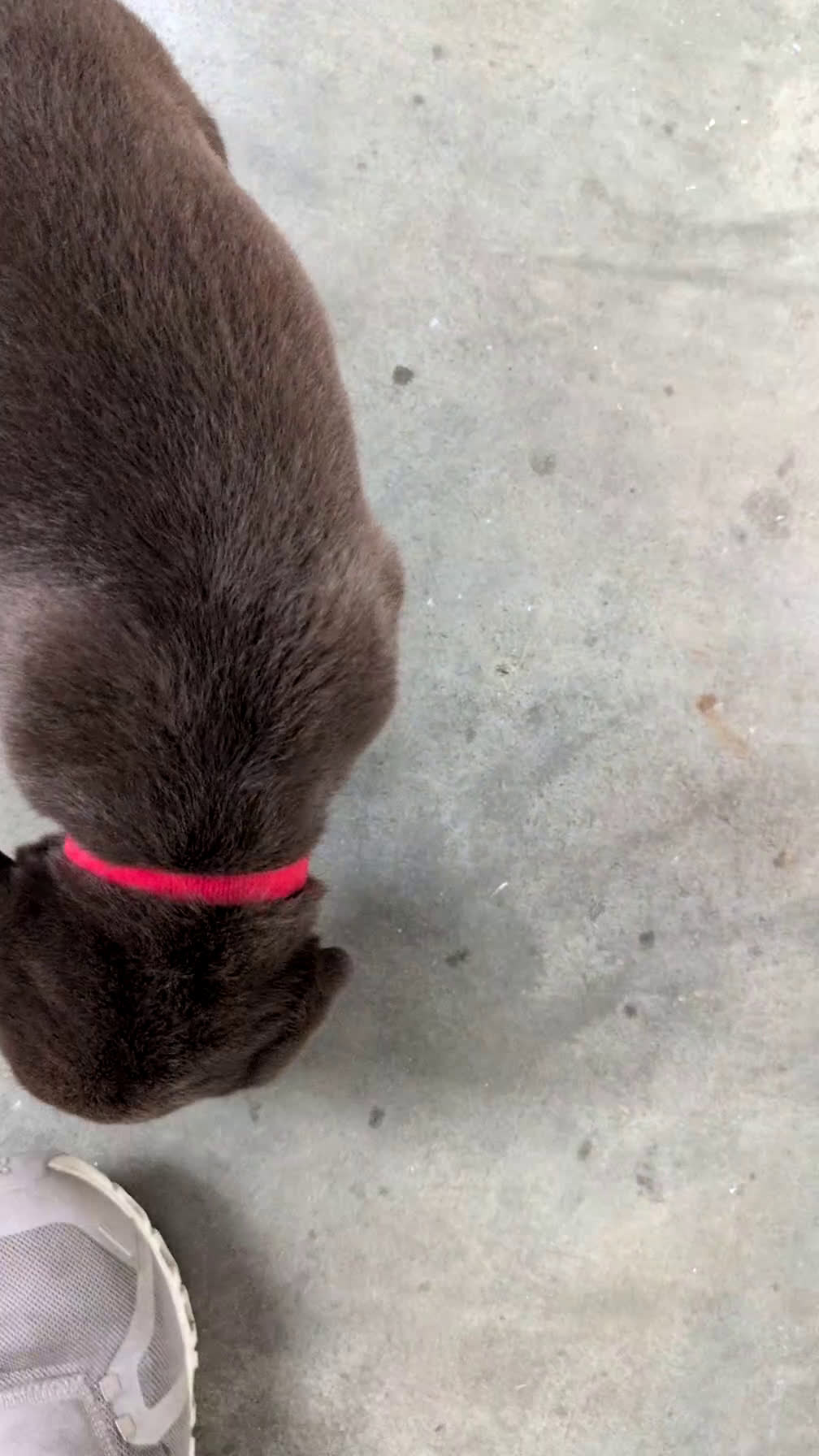 Labrador Retriever dogs for sale: Kobe - Video 1