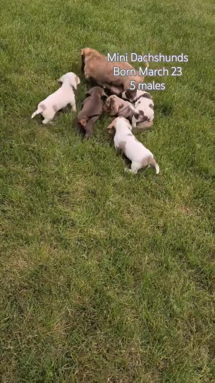 Miniature Dachshund dogs for sale: Mason - Video 2