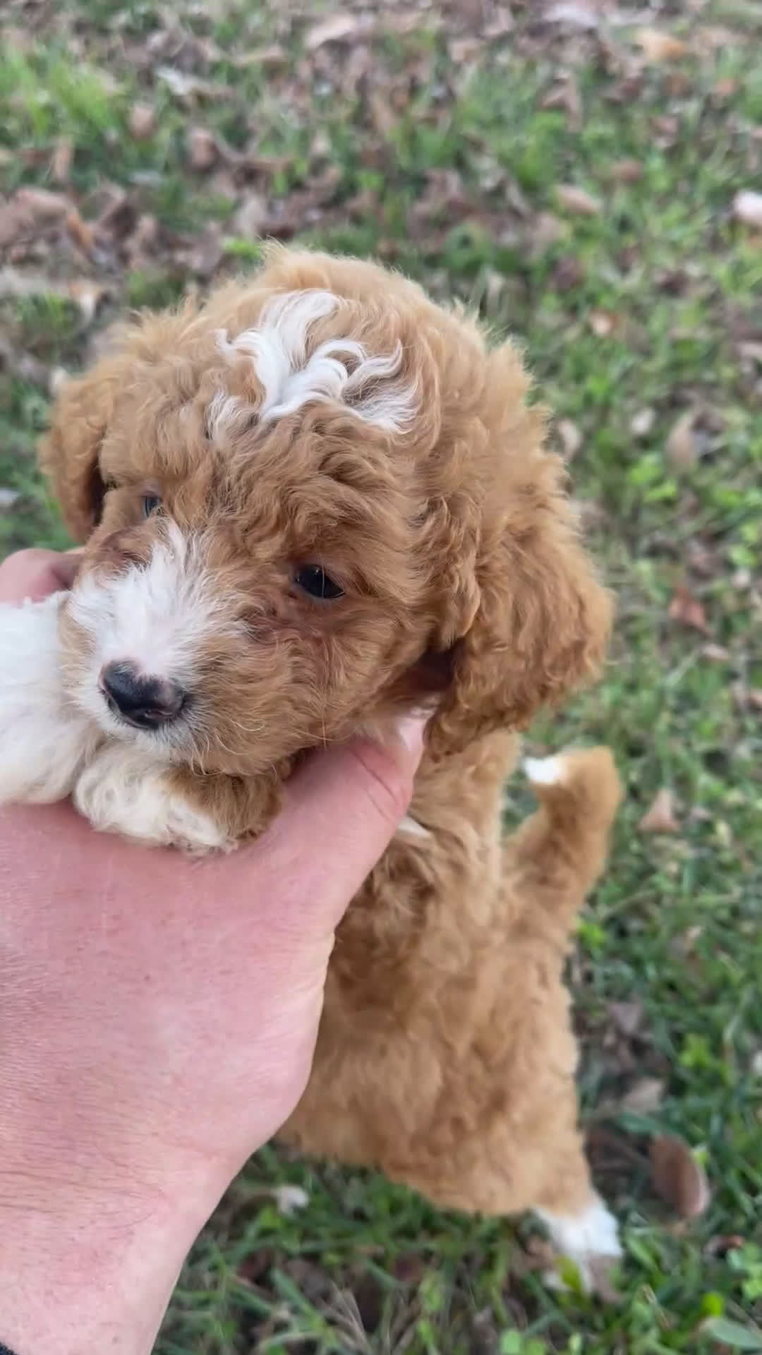 Mini Goldendoodle dogs for sale: Bryan (mini goldendoodle) - Video 1