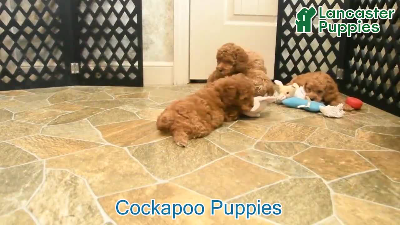 Cockapoo dogs for sale: Roxy - Video 1
