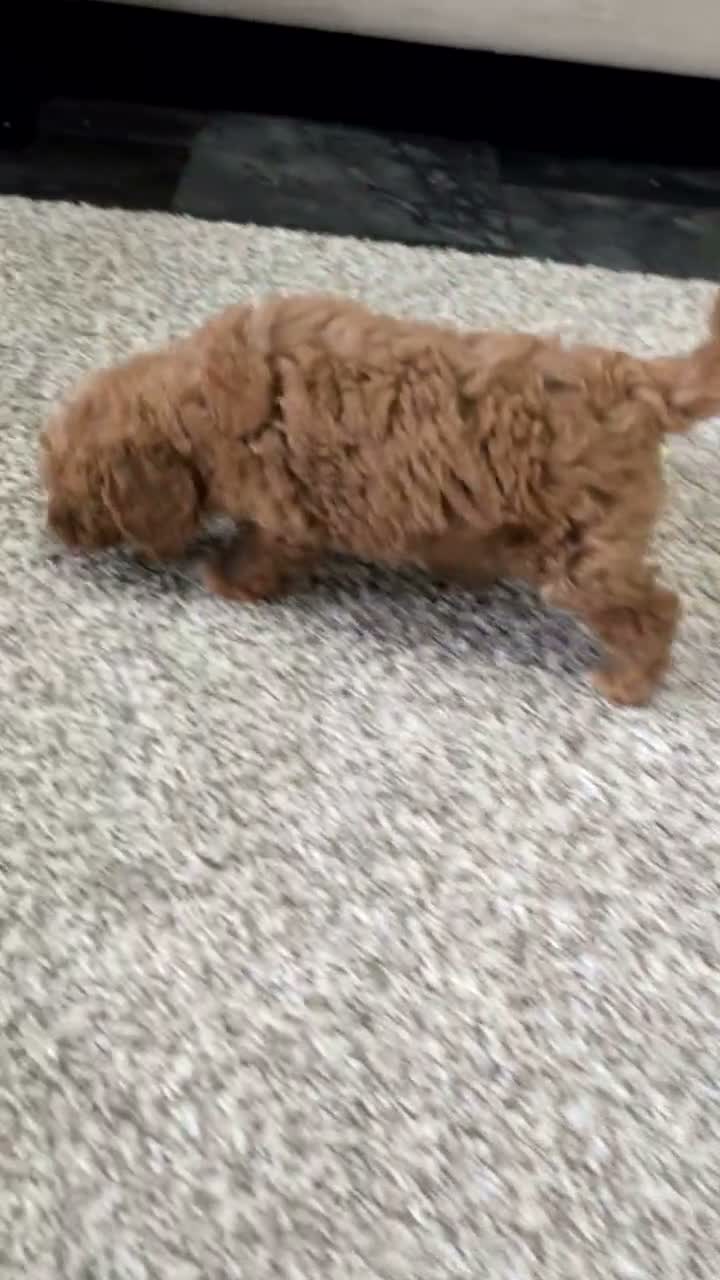 Mini Goldendoodle dogs for sale: Avery - Video 1