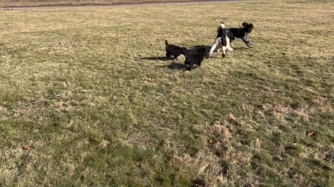 Standard Poodle dogs for sale: Cocoa - Video 1