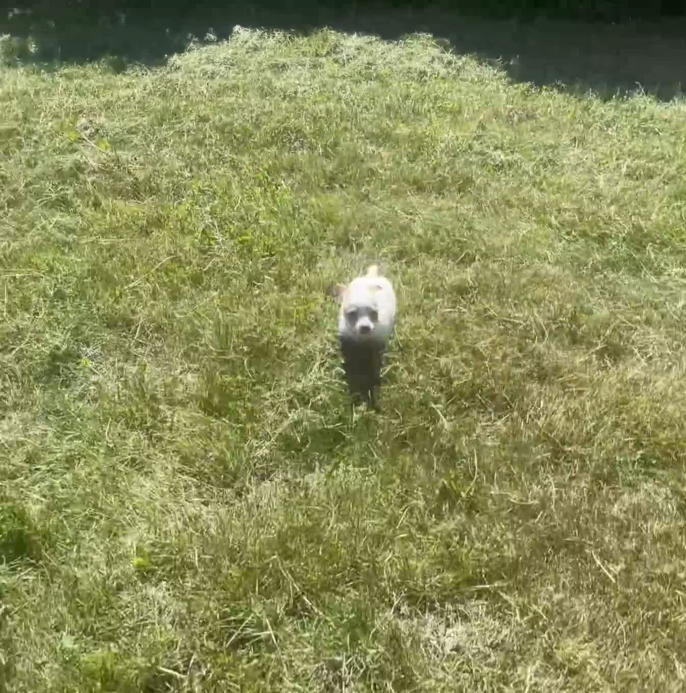 Chihuahua dogs for sale: Sushi AKC - Video 1