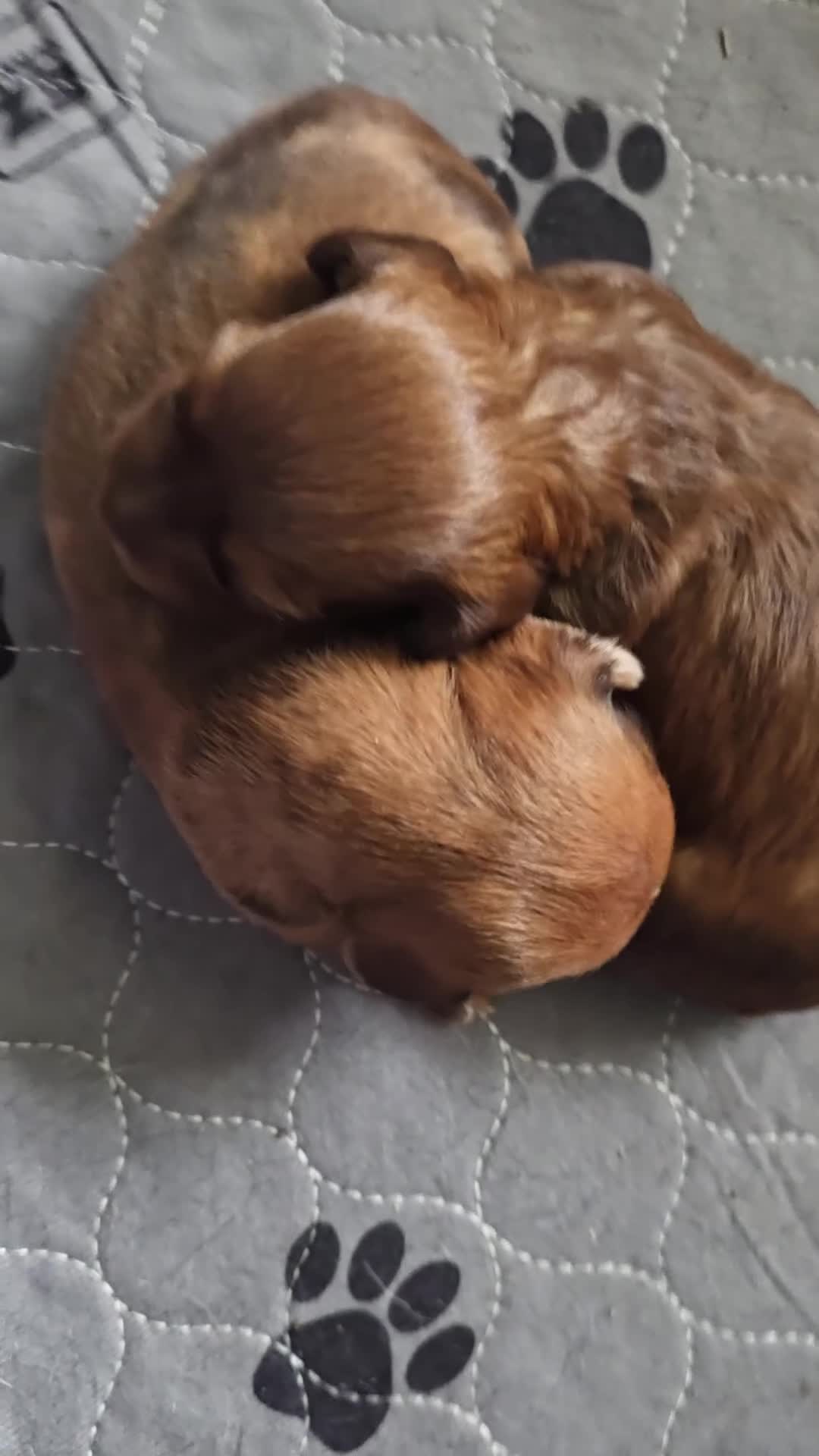 Miniature Dachshund dogs for sale: Starlight - Miniature Dachshund Puppy 💖 - Video 1