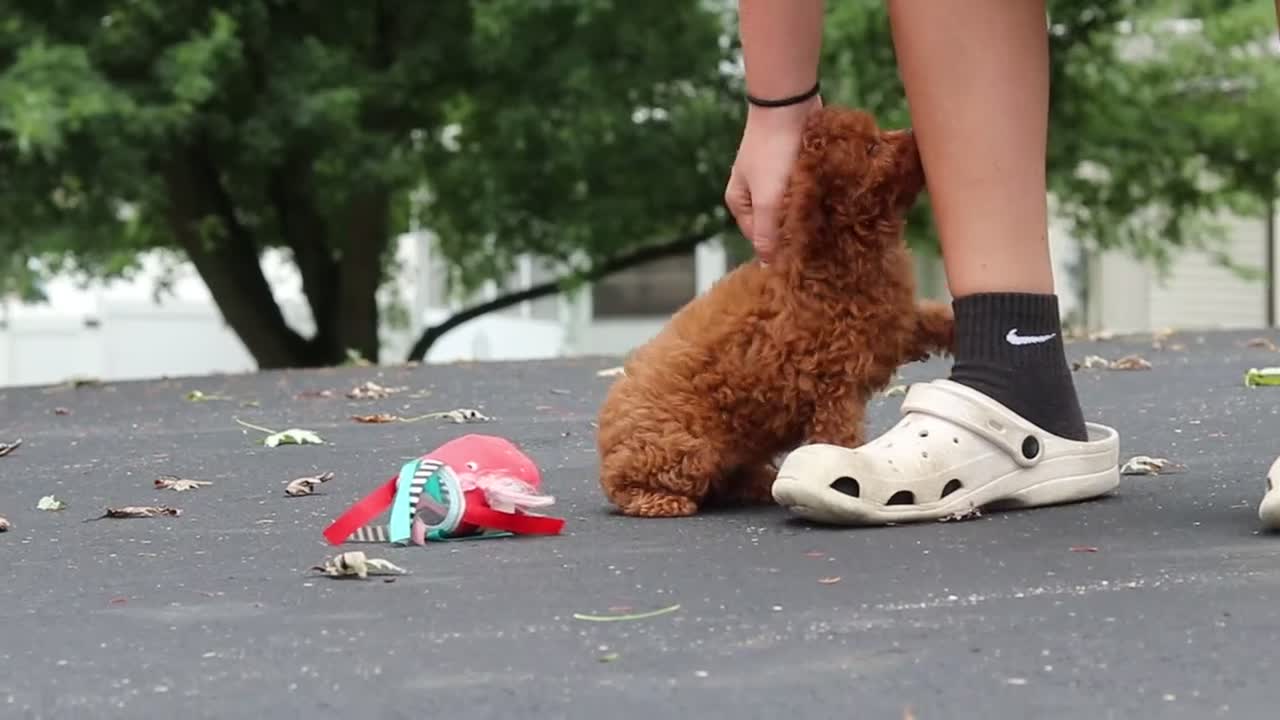 Cavapoo dogs for sale: Wallen - Video 1