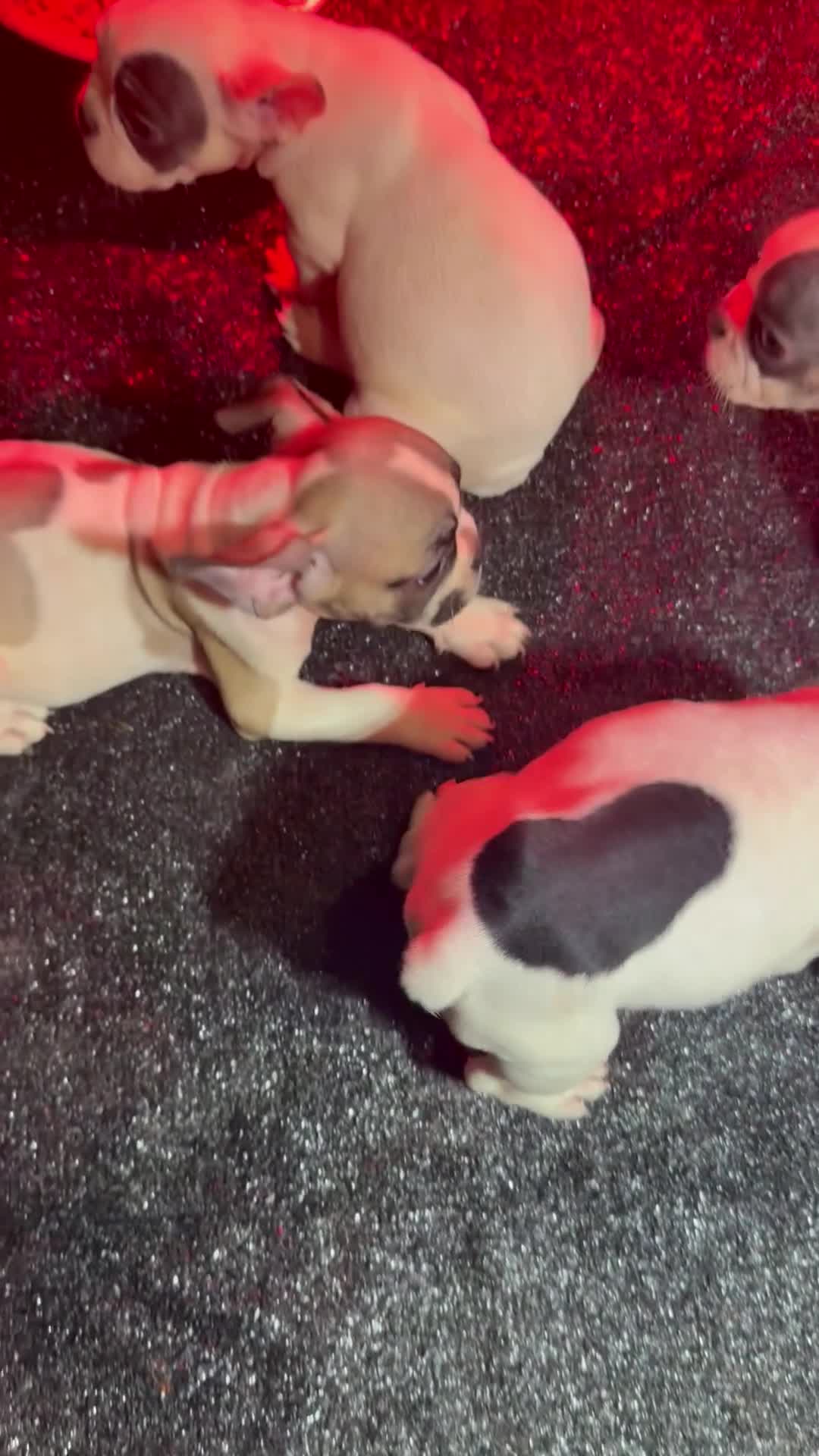 French Bulldog dogs for sale: French Bulldog 2 - Video 1
