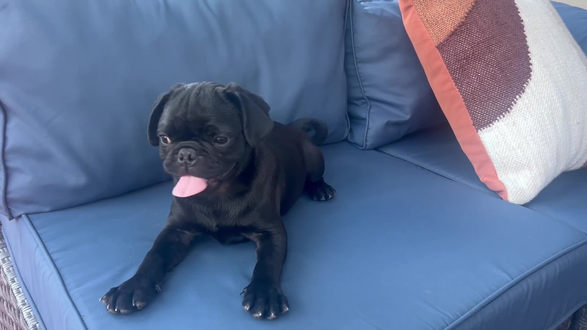 Pug dogs for sale: Rocky - Video 4