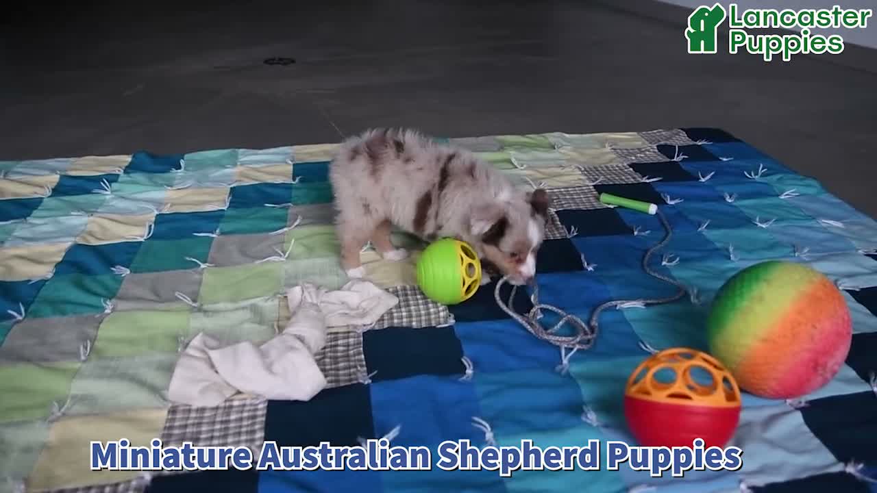 Miniature Australian Shepherd dogs for sale: Heidi - Video 1