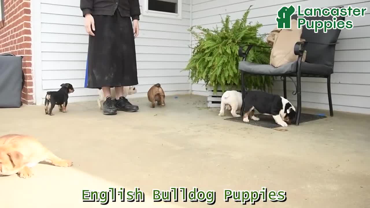 English Bulldog dogs for sale: Elizabeth - Video 1