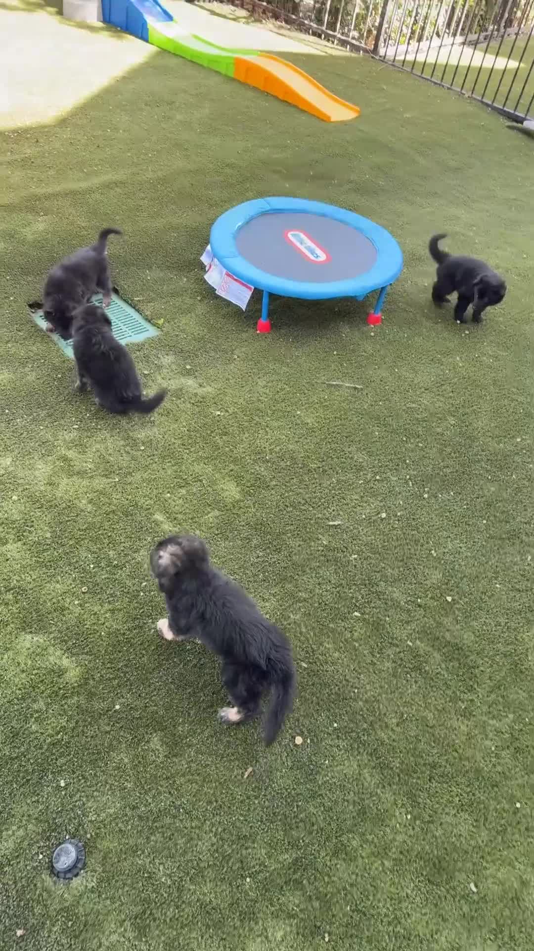 German Shepherd dogs for sale: German Shepherd 1 - Video 1