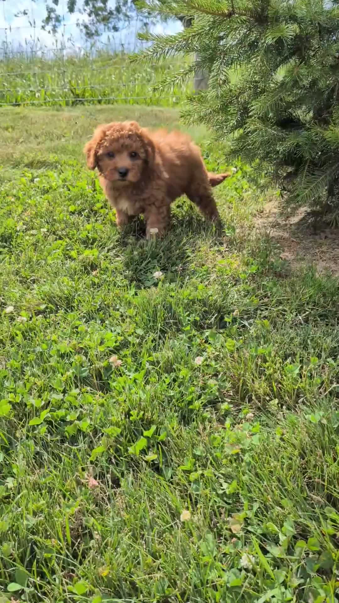 Mini Goldendoodle dogs for sale: Gianna  - Video 1