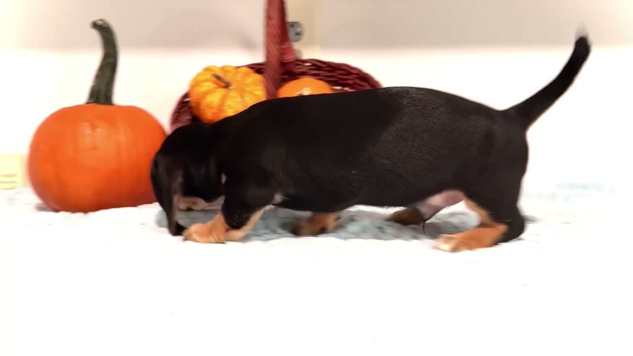 Miniature Dachshund dogs for sale: Nate - Video 1